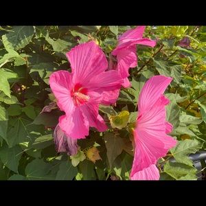 Meet your Posher, Perdi